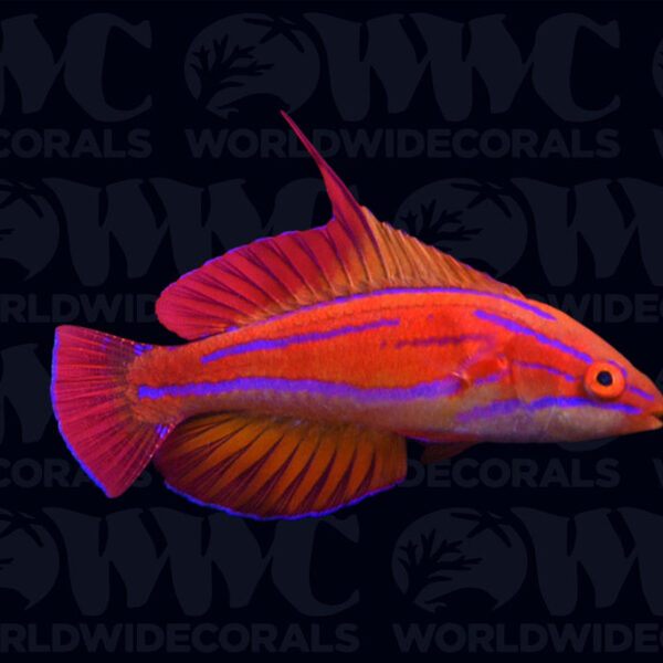 Redtail Flasher Wrasse - Male - Papua New Guinea