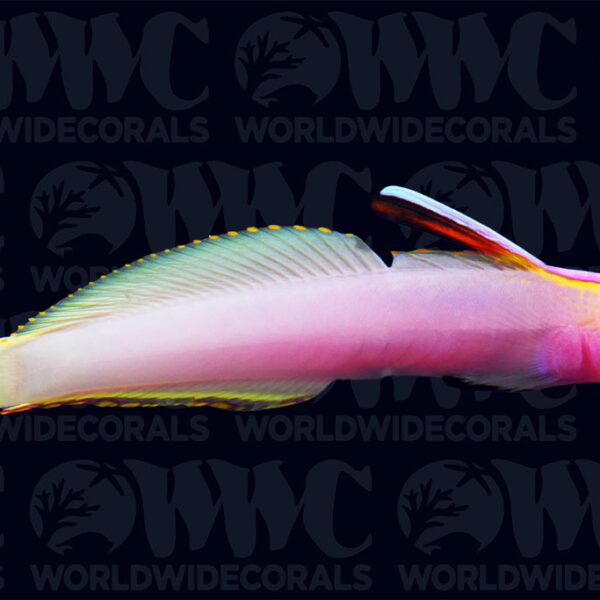 Helfrichi Firefish - Central Pacific