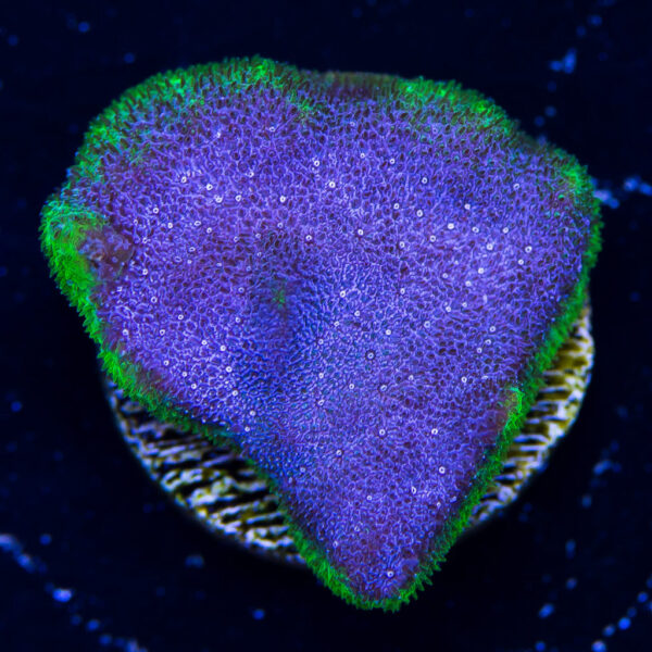 WWC Monster Jam Psammocora Coral